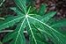 Fresh papaya leaves - ORGANIC - 1.0 LB - Certified fresh from Florida - Harvested fresh from trees after an order is placed