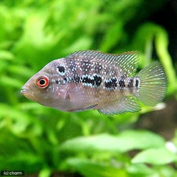 Amazon 熱帯魚 フラワーホーン レッドパール １匹 北海道 九州航空便要保温 Charm チャーム 観賞魚 水中生物 通販