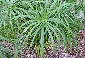CUSHY Semillas de la Planta de Paraguas, Cyperus alternifolius ...