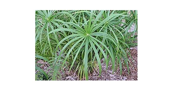 CUSHY Semillas de la Planta de Paraguas, Cyperus alternifolius ...