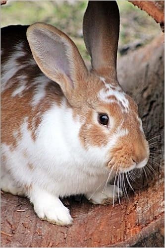 Too Cute Brown And White Domestic Rabbit Journal 150 Page Lined Notebook Diary Creations Cs 9781977606594 Amazon Com Books
