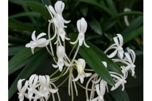 THE ORCHID GALLERY Neofinetia falcata orchid, small seedling - the Japanese Warrior orchid