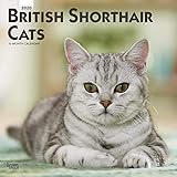 British Shorthair Cats 2020 12 x 12 Inch Monthly Square Wall Calendar, Animals Cats British Shorthai by 