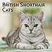 British Shorthair Cats 2020 12 x 12 Inch Monthly Square Wall Calendar, Animals Cats British Shorthai by 