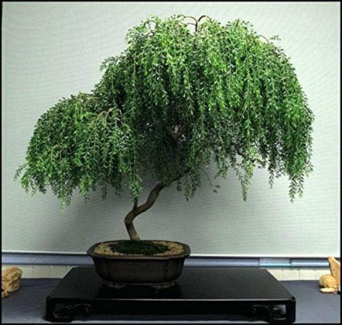 Raflesa Bonsai Tree Dwarf Weeping Willow Live Plant Best Gift Houseplant Indoor