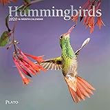 Hummingbirds 2020 7 x 7 Inch Monthly Mini Wall Calendar with Foil Stamped Cover by Plato, Animals Wi by