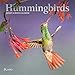 Hummingbirds 2020 7 x 7 Inch Monthly Mini Wall Calendar with Foil Stamped Cover by Plato, Animals Wi by