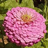 David's Garden Seeds Flower Zinnia Solid Color