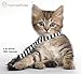 Rachael Hale Cats Wall Calendar (2015)