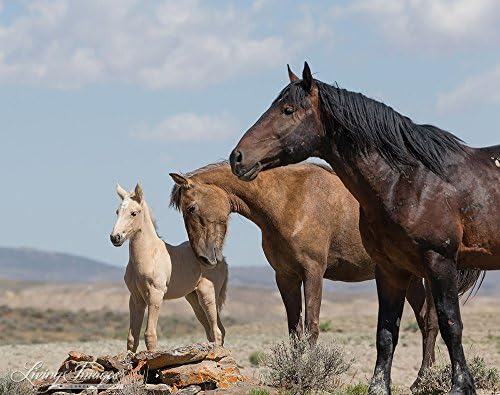Wild Sand Wash Family - Fine Art Wild Horse Print - Sand Wash Basin