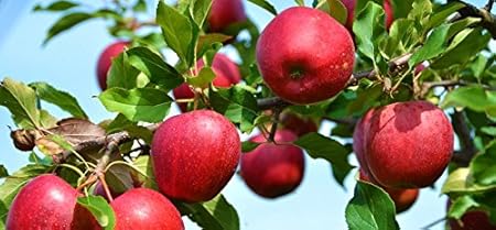 Creative Farmer Fruit Seeds : Dwarf Miniature Fuji Apple Tree Fruit Seeds Non Hybrid Fruit Seeds Pack