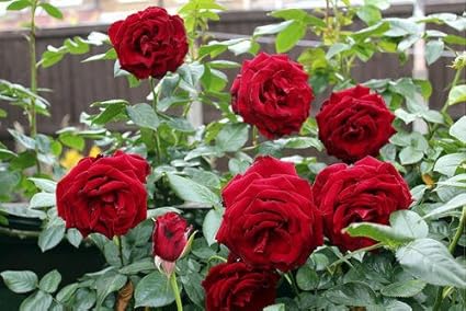 Download Ss Garden Red Kashmiri Rose Plants Samer Bloom Plant 1 Branch To For Free Wallpaper Ss Garden Red Kashmiri Rose Plants Samer Bloom Plant 1 Branch To For Android