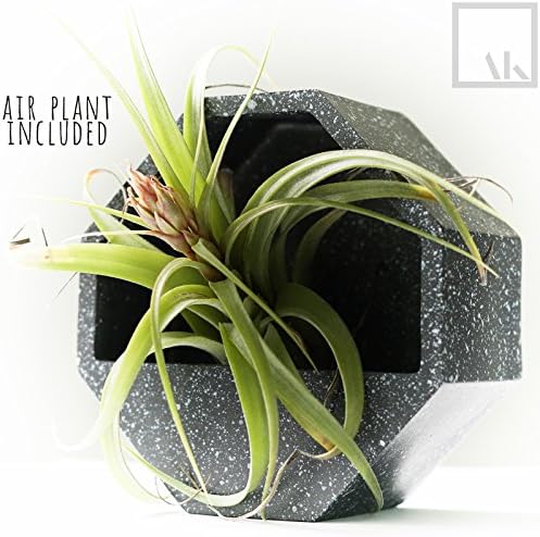 ArtAK AIR Plant Included Succulent Planter Pot, Wall Hanging Planter Pot Tillandsia Air Plants Terrarium, Hanging Plant Holder for Cactus Plant and Miniature Plants, Plant Pot, Vertical Garden Grey