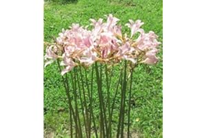 DAYLILY NURSERY 3 Bareroot Pink Spider Lily/Surprise Lily/Naked Lady Lily/Resurrection Lily/August Lily/Raidanti Squamigera