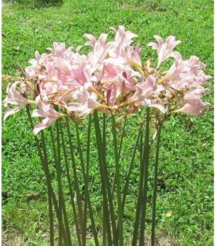 Lily様　ご依頼品 Amazon.com : Rare Hymenocallis littoralis Spider Lily Bulbs