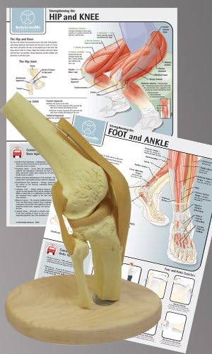 Anatomy Model of the Knee Joint with Physical Therapy Charts