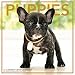 Puppies 2018 Calendar