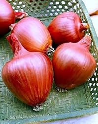 Large Italian Onion Ramata di Milano Rossa Around