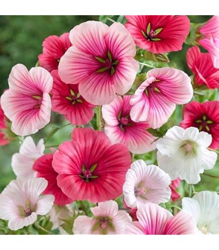 Amazon.com : Rose Pink Mallow - 20 Seeds, 175 mg - Perennial