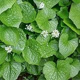 Japanese Wasabi Plant Fresh Root, 2 Oz Root Herb