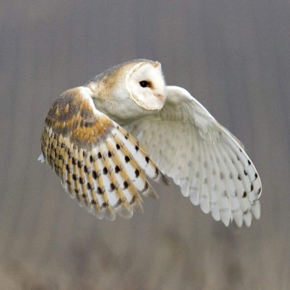 Barn Owl Greeting Card With Sound The Beautiful Barn Owl