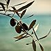 Veggicopia Olives, Keto Tasty Green Pitted Snack Olives from Greece, Whole30 Approved (1oz bags, 12-pack) | Brine-free | Paleo-Friendly | Shelf-Stable