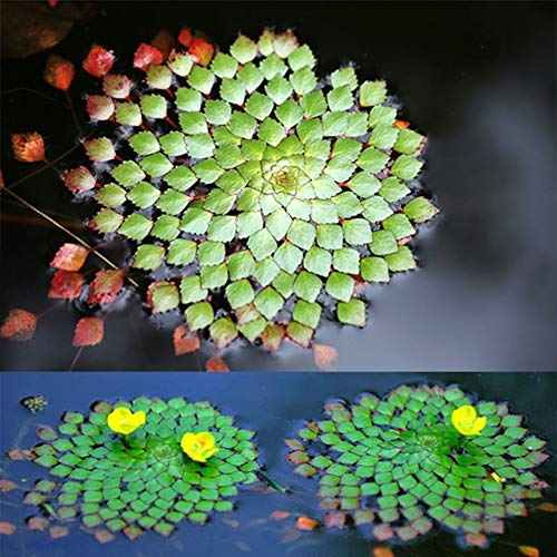 Mggsndi 20Pcs Aquarium Aquatic Plant Ludwigia Sedioides Seeds Garden Fish Tank Decor - Heirloom Non GMO - Seeds for Planting an Indoor and Outdoor Garden Ludwigia Sedioides Seeds