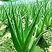 Seed House-KOUYE 100 Pieces Organic Aloe Vera Seeds, True Aloe Vera Succulent Herbal Herbs Succulent Seeds Balcony Garden Herb Plants, Hardy Perennial