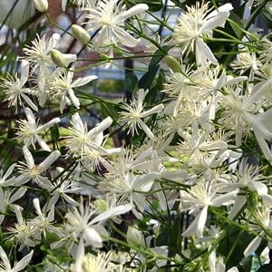 Amazon 宿根草 原種系 フラミュラ系 クレマチス 仙人草 センニンソウ 花