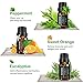 VicTsing Natural Essential Oils Set, Top 6 Pure Therapeutic Grade Upgraded Aromatherapy Essential Oil Gift Set(Lavender, Tea Tree, Peppermint, Eucalyptus, Lemongrass, Orange, 10ml/bottle)