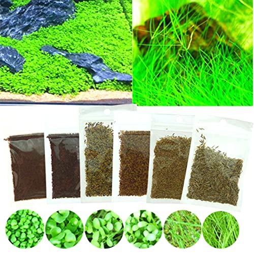 Aquarium Grass Plant Seeds 6 Pack Aquarium Grass Seeds for Planting Pricepulse
