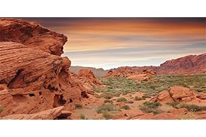 YongFoto Reptile Terrarium Background 30x12 inch Reptile Tank Background Desert Rocky Bush Thorns Western Wilderness Reptile Habitat Background Bearded Dragon Fish Tank Aquarium Background Backdrop