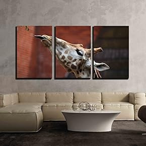 Rothschild Giraffe Sticking Out Tongue - 3 Panel Canvas Art