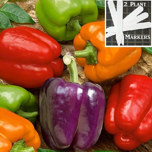 Organic Rainbow Mix Pepper 300 Seeds Upc 646263360903 Each color has its own distinctive flavor + 2 Plant Markers