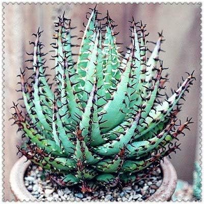 Amazon 100pcsアロエ盆栽ミックス優秀なハウスプラント多量のアロエベラ盆栽使用美容食用化粧品盆栽植物の植え付け 18 観葉植物 オンライン通販