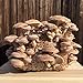 Shiitake Mushroom Kit