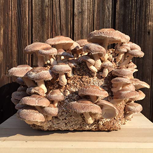 Shiitake Mushroom Kit Shiitake Mushroom Kit