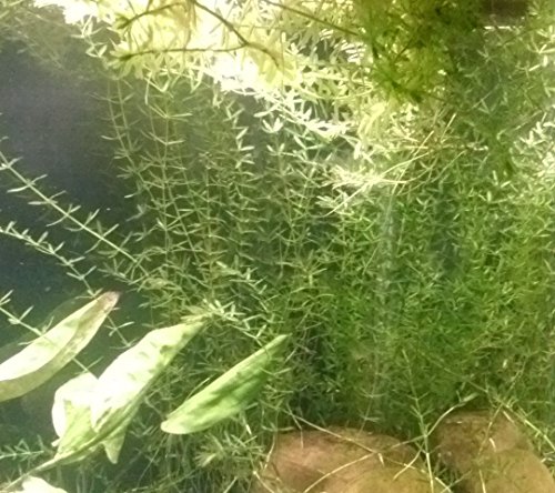 New Anacharis Egeria Elodea Densa Tropical Live Aquarium Aquatic Plant BUY2 +1 Free