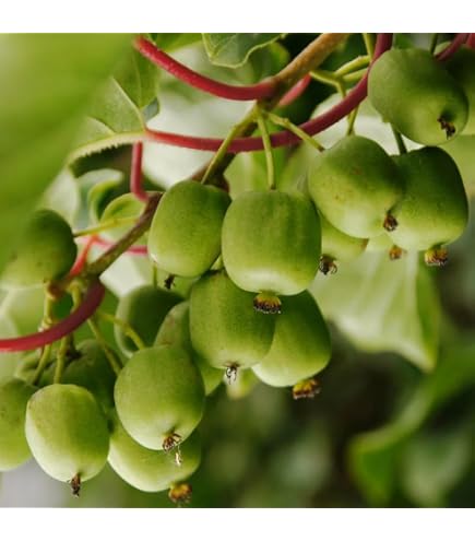 Amazon.com : Kiwi Plant Live, Hardy Kiwi Berries Well Rooted
