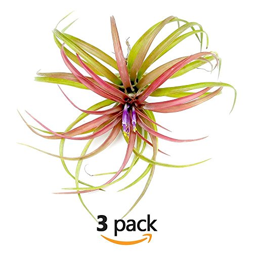The Drunken Gnome AIR PLANTS â€“ BRACHYCAULOS MULTIFLORA â€“ 3 PACK - air purifying flowering tillandsia for terrarium, fairy garden starter kit, home office, indoor outdoor, corporate gift (3 PACK)