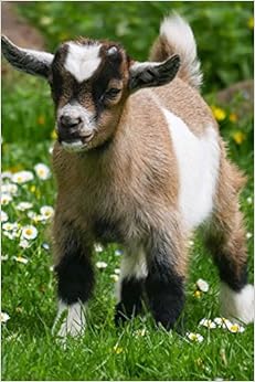 Baby Goats Notebook Baby Goats Notebook