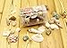 Sea Shells Mixed Ocean Beach Seashells-(8.5oz) 1
