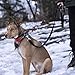 Leash Boss HD Pro - 2 Layer Dog Leash with Padded Handle - Durable 6 Foot Heavy Duty Double Ply Leash for Medium & Large Dogs