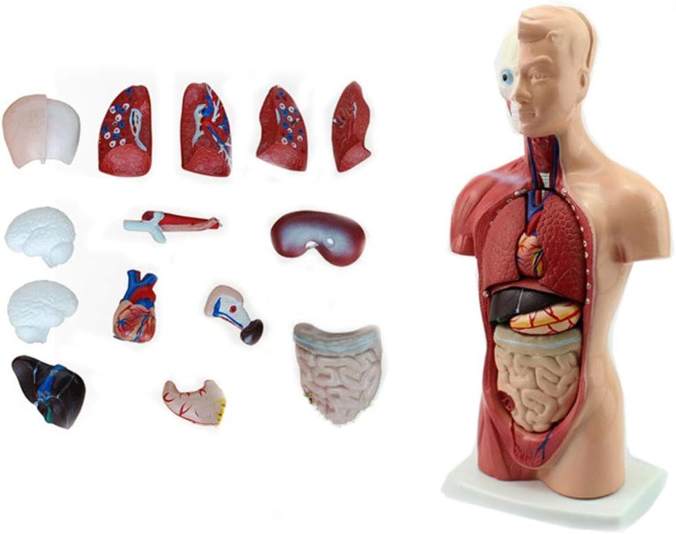 WFLRF Human Torso Body Model Anatomical Model Medical Training Aid for Nurse Medical Students Teaching 15 Parts 26CM Mini