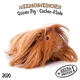 Meerschweinchen - Guinea Pig - Cochon d'Inde 2020 Artwork Edition by 