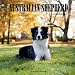 Australian Shepherd Calendar 2017: 16 Month Calendar