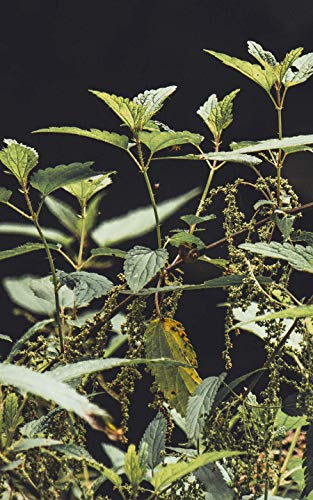 Brennesseltee Monte Nativo (300g) - Brennessel als Entwässerungstee - Nettle Tea - 100% natürlich und ohne Zusatzstoffe - Aromatischer Kräutertee lose für einen köstlichen Aufguss – Bild 6