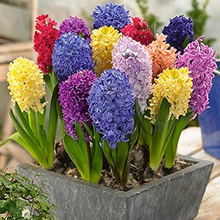 FernsFly Combo Pack Hyacinth + Freesia Multi Mix winter Flower Bulbs Pack Home Farm Nursery Outdoor Gardening Flowers Planting (1 Set of- 1 Hyacinth + 1 Freesia)