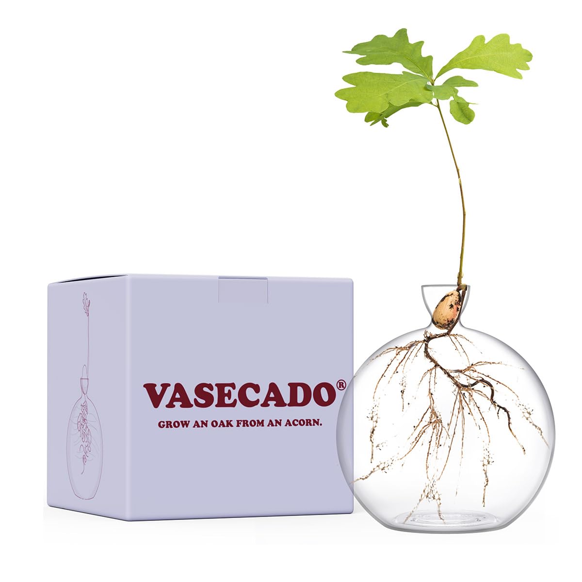 Vasecado® Vase for Acorn, Hand-Blown Clear Glass Vases for Acorns, Gift for Plant Lovers