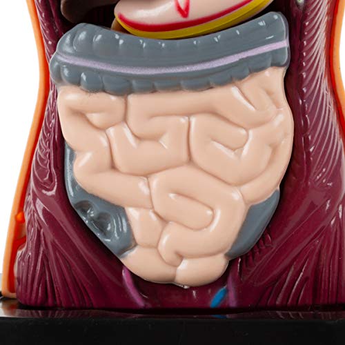 image for Hey! Play! Anatomy Model - Human Body Torso with Removable Organs for 